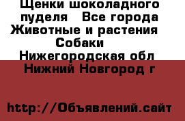 Щенки шоколадного пуделя - Все города Животные и растения » Собаки   . Нижегородская обл.,Нижний Новгород г.